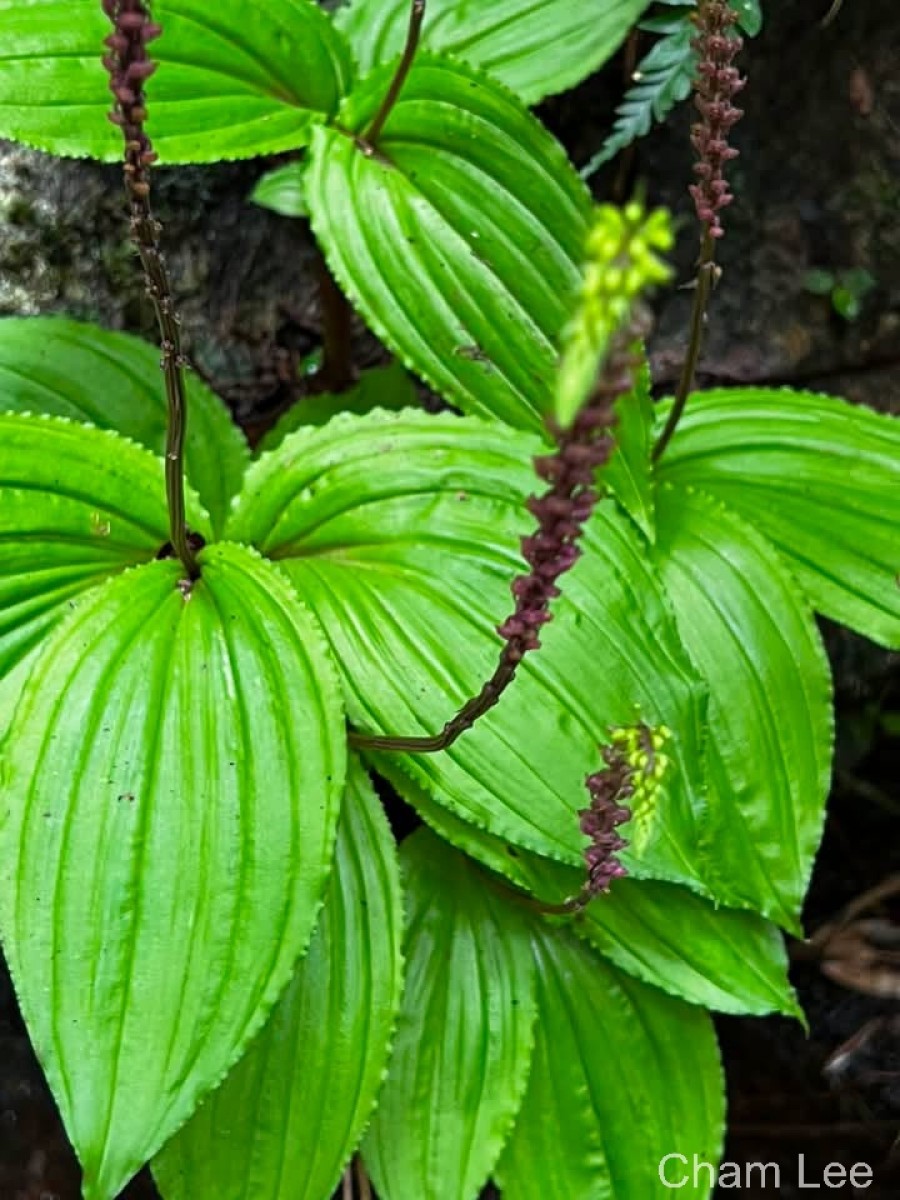 Crepidium versicolor (Lindl.) Sushil K.Singh, Agrawala & Jalal